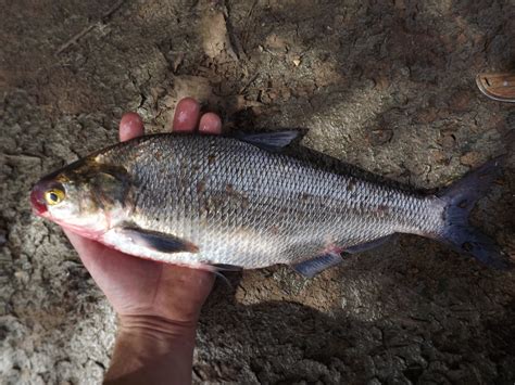 what do gizzard shad eat